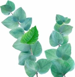 Kneipp Refreshing - Douchegel -Verzorgingsproducten 1169x1200 2