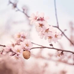 Weleda Zwangerschapsolie -Verzorgingsproducten 1200x1199 5