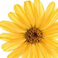 Kneipp Arnica Active - Massageolie -Verzorgingsproducten 1200x1200 326