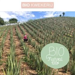 Dr. Green® 1x- Aloë Vera Blad - MAAK GEL IN 3 MINUTEN - 100% Puur - Biologisch 18 Dr. Green® 1x- Aloë Vera Blad - MAAK GEL IN 3 MINUTEN - 100% Puur - Biologisch -Verzorgingsproducten 1200x1200 444