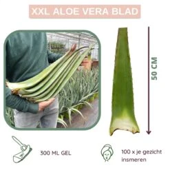 Dr. Green® 1x- Aloë Vera Blad - MAAK GEL IN 3 MINUTEN - 100% Puur - Biologisch 19 Dr. Green® 1x- Aloë Vera Blad - MAAK GEL IN 3 MINUTEN - 100% Puur - Biologisch -Verzorgingsproducten 1200x1200 445