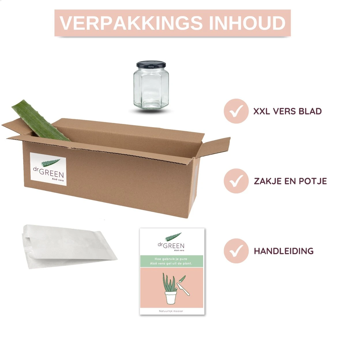 Dr. Green® 1x- Aloë Vera Blad - MAAK GEL IN 3 MINUTEN - 100% Puur - Biologisch 9 Dr. Green® 1x- Aloë Vera Blad - MAAK GEL IN 3 MINUTEN - 100% Puur - Biologisch - Afbeelding 7