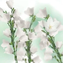 Kneipp Balancing - Douche Foam -Verzorgingsproducten 1200x1200 569