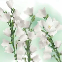 Kneipp Balancing - Douchegel -Verzorgingsproducten 1200x1200 685