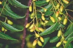 Neemolie 1 Liter - Biologische Neem Olie - Koudgeperst - Azadirachta Indica - Gerecyclede Verpakking 5 Neemolie 1 Liter - Biologische Neem Olie - Koudgeperst - Azadirachta Indica - Gerecyclede Verpakking -Verzorgingsproducten 1200x800 14