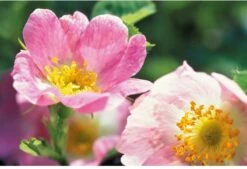 Weleda Wilde Rozen Harmoniserende Body Olie 10 Weleda Wilde Rozen Harmoniserende Body Olie -Verzorgingsproducten 1200x822