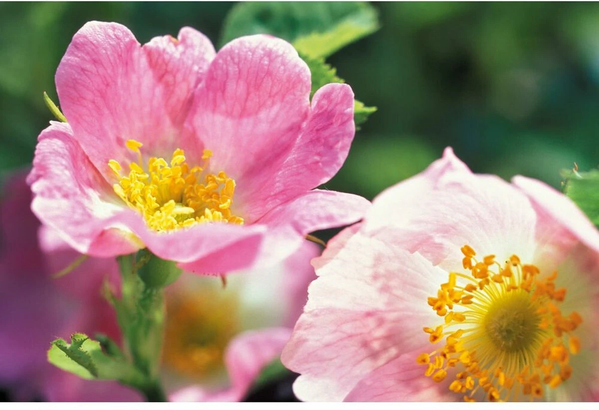 Weleda Wilde Rozen Harmoniserende Body Olie 5 Weleda Wilde Rozen Harmoniserende Body Olie - Afbeelding 4