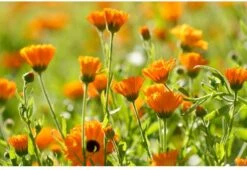 Weleda Kindertandpasta - 50ml -Verzorgingsproducten 1200x825 4