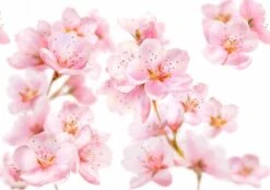 Kneipp Soft Skin - Sugar & Oil Body Scrub -Verzorgingsproducten 1200x846 3