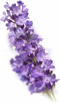 Kneipp Relaxing - Massageolie -Verzorgingsproducten 703x1200